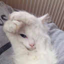 thecatseyeball avatar