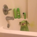 thecatsinthebag avatar