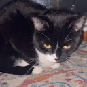 thecatsofmydeceasedgreatuncle avatar