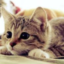 thecattrackcrusader avatar