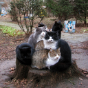 thecattree avatar