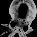 thecephalopodagency avatar