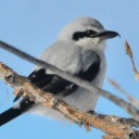 thechatteringshrike avatar