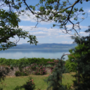 thechickpeachickadee avatar