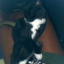 thechickwith-add avatar