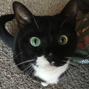 thechronichobbyist avatar