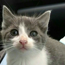 theclownsarecoming avatar