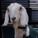 thecoatofagoat avatar