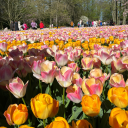 thecolorsofmemories avatar