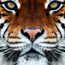 thecoloursofthesea avatar