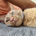 thecoloursyouhad avatar