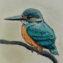 thecommonkingfisher avatar