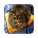 thecontentsofyourfridge69 avatar