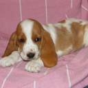 thecoolestcowboy avatar