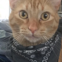 thecooltrashcat avatar