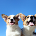 thecorgichronicles avatar