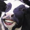 thecowgoesbluemoo avatar