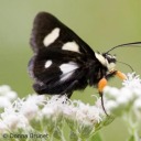 thecriminalmoth avatar