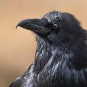 thecrystalcorvid avatar