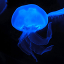 thecrystalizedjellyfish avatar