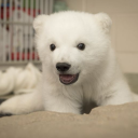 thecuddlypolarbearcub avatar