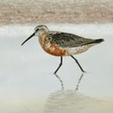 thecurlewsandpiper avatar