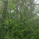 thecuteseacreature avatar