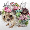 thecutesthedgehog avatar