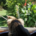 thecutestofcinnamonrolls avatar