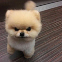 thecutiebull avatar