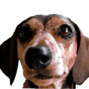 thedachshundappreciationsociety avatar