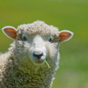 thedaftblacksheep avatar