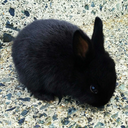 thedailybun-blog avatar