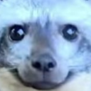 thedailycritter avatar