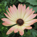 thedailyflower avatar