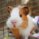 thedailyguineapig avatar