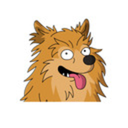 thedailypomeranian avatar