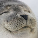 thedailyseal avatar