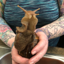 thedailysnail avatar