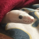 thedailysnoot avatar