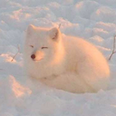 thedaintybeginning avatar