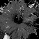 thedancingbarmaid avatar