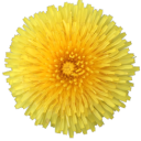 thedandeliongarden avatar