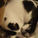 thedapperyounggentleman avatar