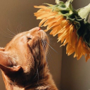 thedarksideoftheangel avatar