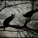 thedarkwitchesblog avatar