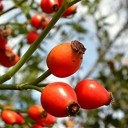 thedashingtacocandle avatar