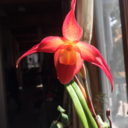 thedemonthatwas avatar