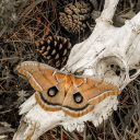 thedevilhasgoodmusic avatar