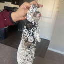 thediscohorse avatar